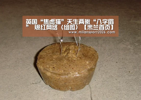 英国“焦虑猫”天生两撇“八字眉” 爆红网络(组图)【米兰首页】(图3) 米兰首页